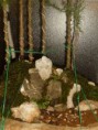 /album/galleria-foto-boschetto-di-cedrus-libanii-cedro-del-libano-su-lastra/p1010677-jpg1/