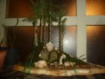 /album/galleria-foto-boschetto-di-cedrus-libanii-cedro-del-libano-su-lastra/p1010678-jpg1/